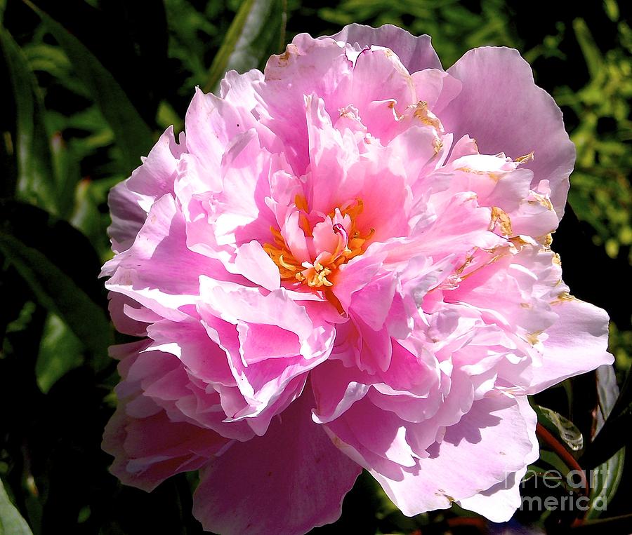 Peony Photograph by Sher Nasser