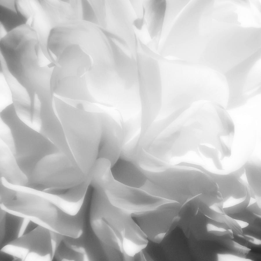 Peony Soft White Photograph by Denise Beverly