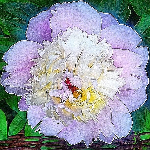 Peony, Up Close And Personal, Tangledfx Photograph by Reid Nelson