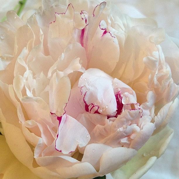 Peony  With A Heart Photograph by Rita Frederick