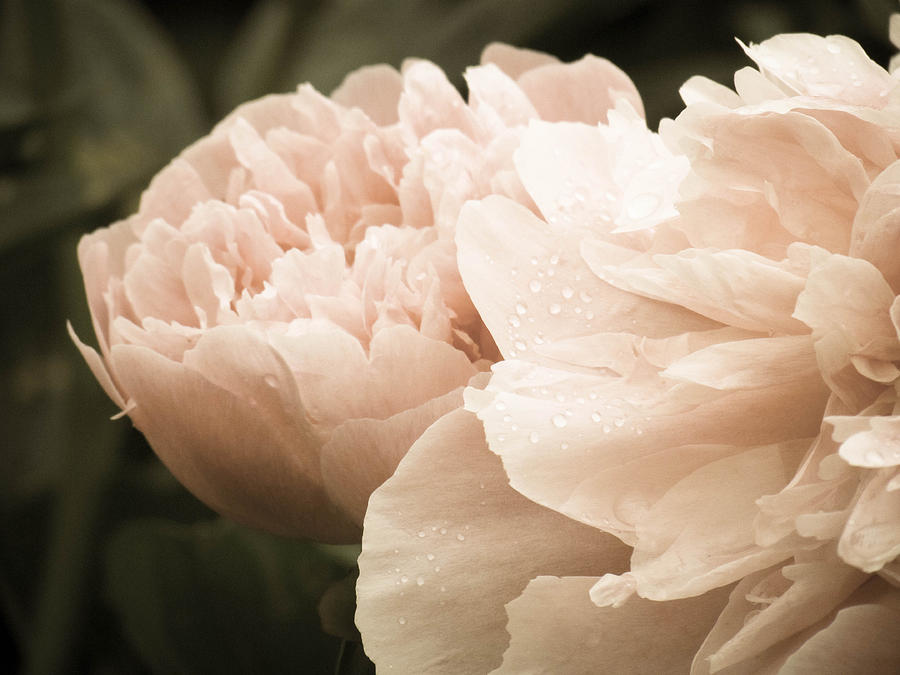 Peony1 Photograph by Tingy Wende