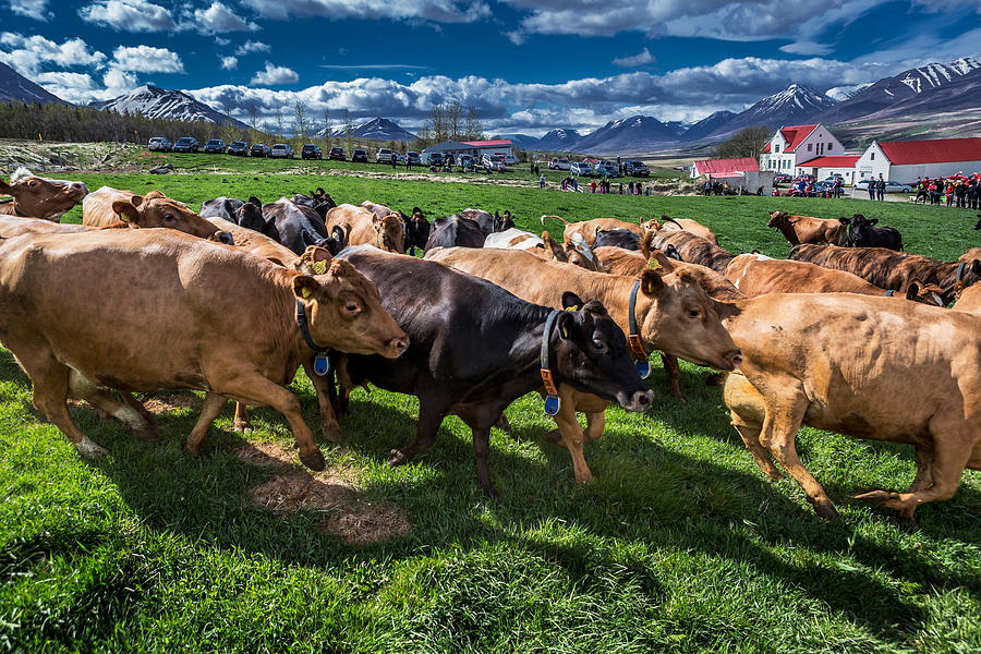Cow Photograph - People Watch As A Dairy Cows Are Set by Panoramic Images