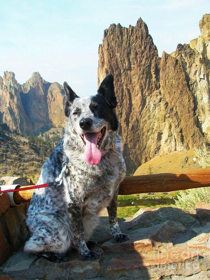 Stumpy Tail Cattle Dog Photograph - Pepper at Smith Rock by Liz Snyder