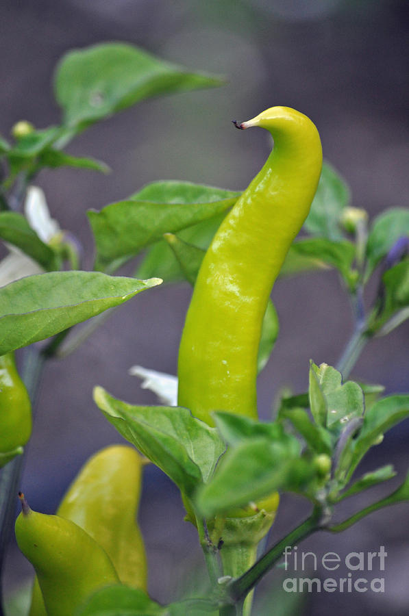 Pepper Personality Photograph by Gwyn Newcombe