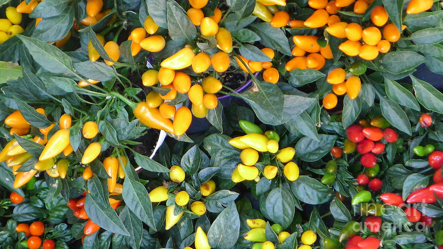 Pepper plants positano Photograph by Nora Boghossian