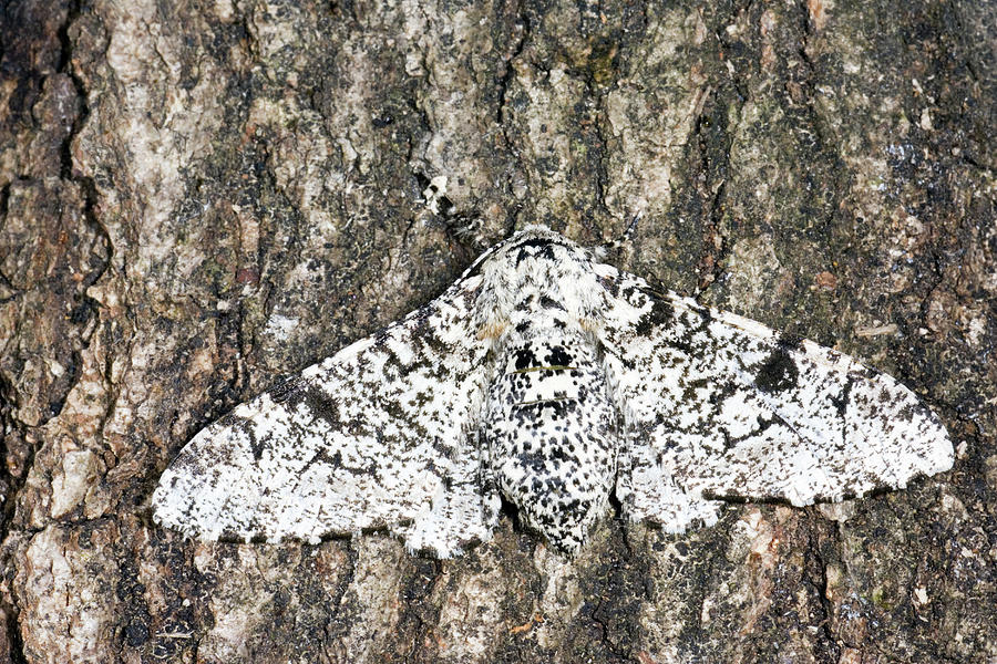 Clothes Moth Photograph by Steve Gschmeissner/science Photo Library - Fine  Art America