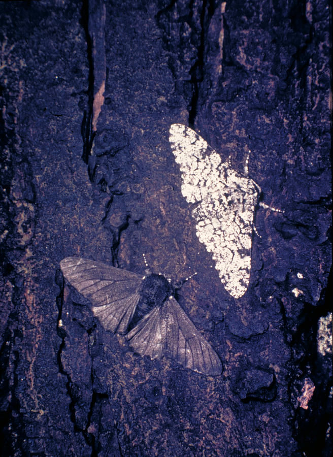 Peppered Moths Photograph by Michael Tweedie