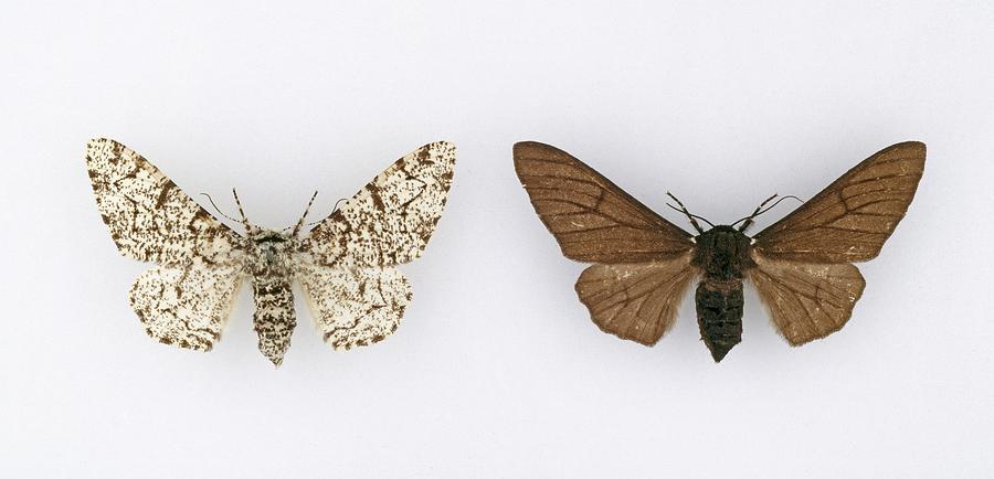 Peppered Moths Photograph by Natural History Museum, London/science Photo Library