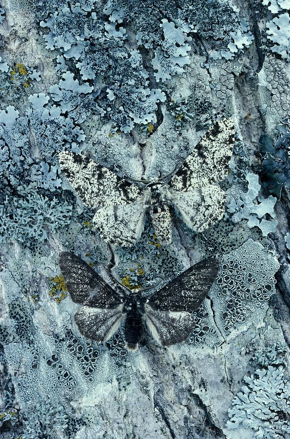 Peppered Moths Photograph by Perennou Nuridsany