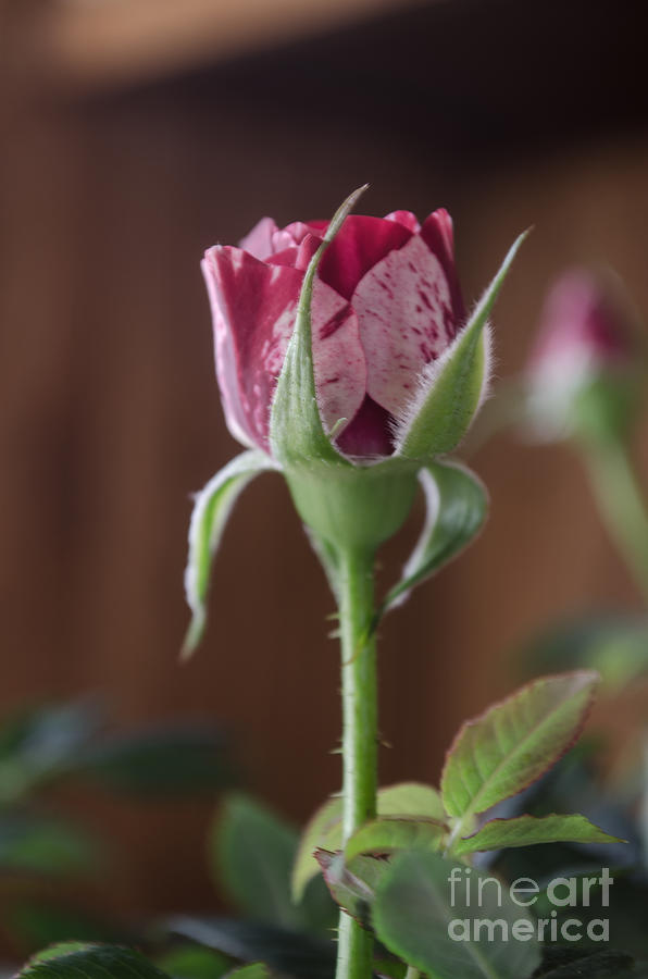 Neil Diamond Hybrid Rose Bud Photograph by Donna Brown