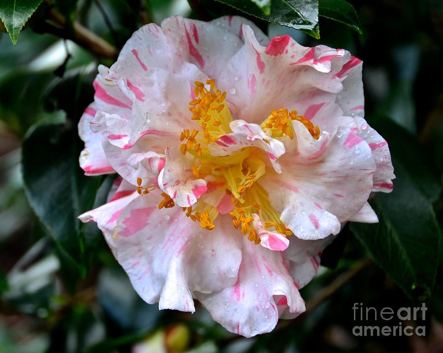 Peppermint Camellia Sasanqua Photograph by Carol  Bradley