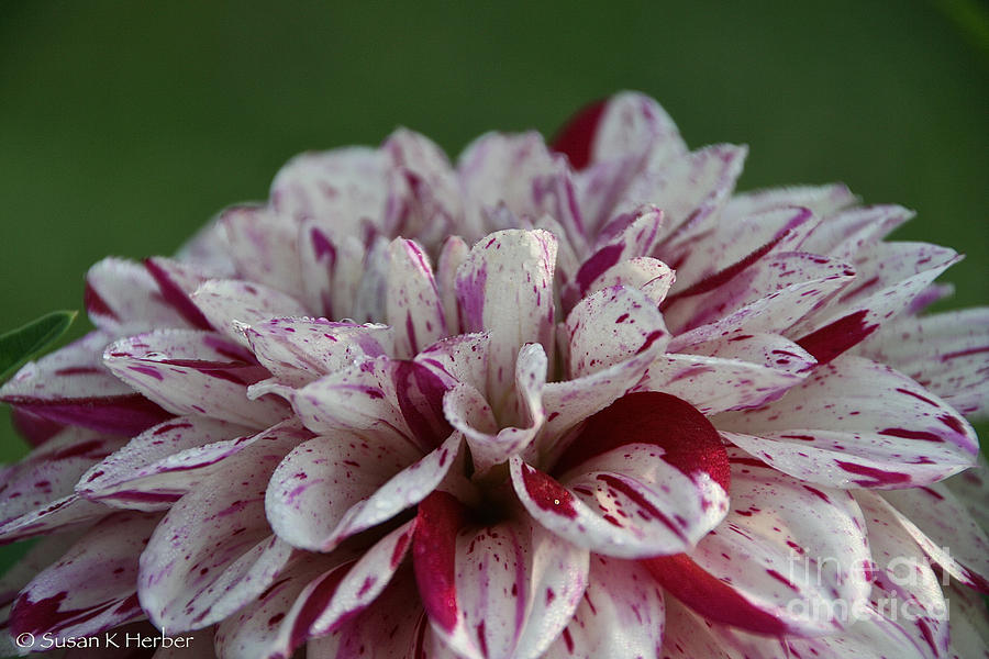 Peppermint Dahlia Photograph by Susan Herber
