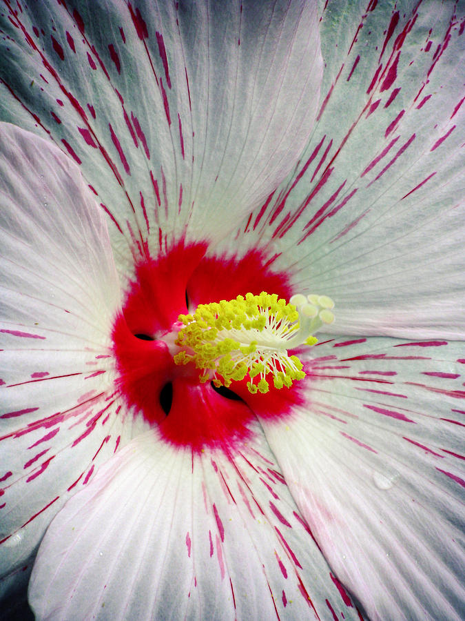 Peppermint Flame 05A Photograph by Pamela Critchlow