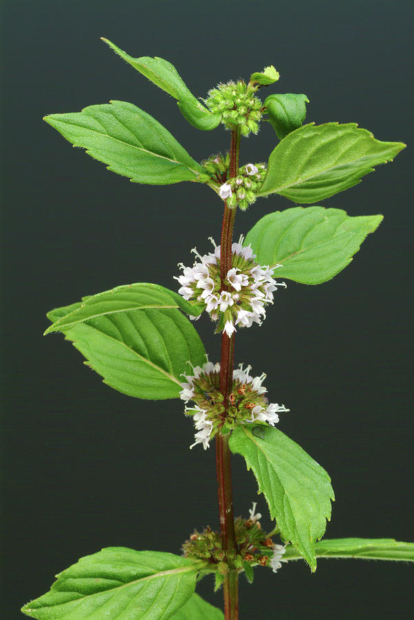 Mosquito Repellent Plant: Peppermint