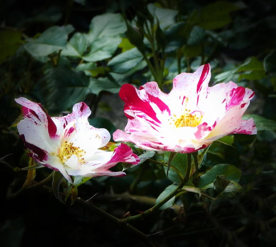 Peppermint Roses Photograph by Marilyn MacCrakin