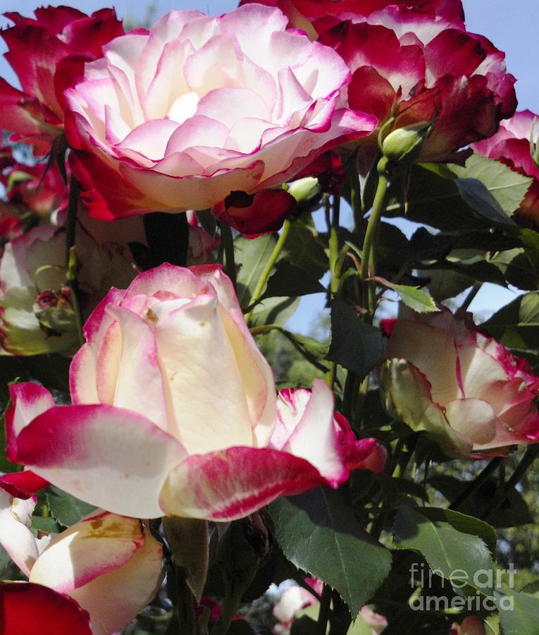 Rose Photograph - Peppermint Roses Rising by DJ Laughlin