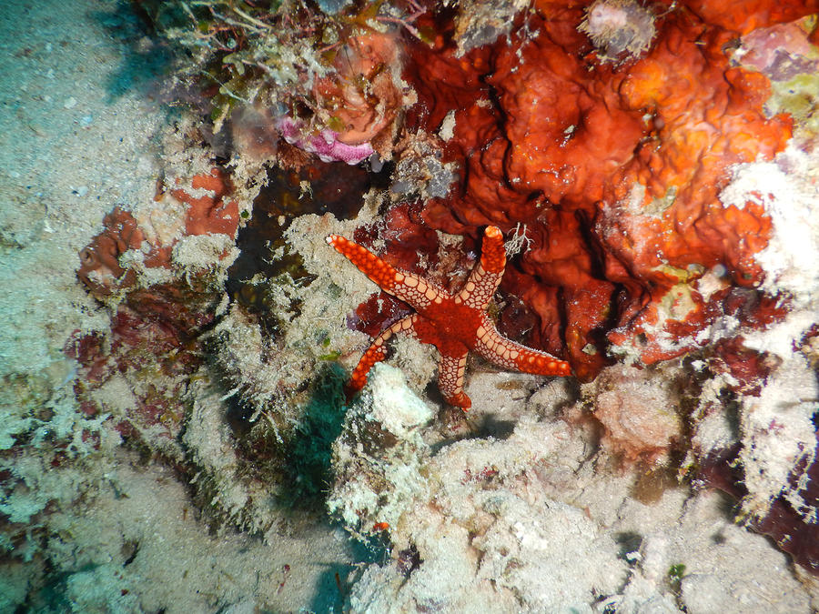 Peppermint Sea Star Fromia Monilis Photograph by Carleton Ray