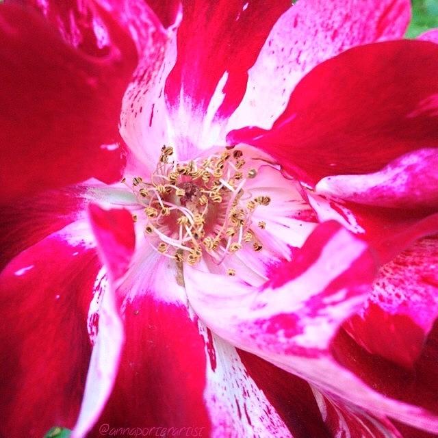 Rose Photograph - Peppermint Swirls by Anna Porter