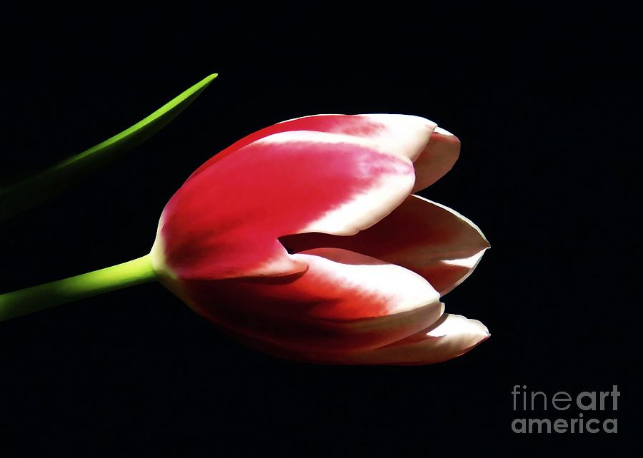 Peppermint Tulip Photograph by Sharon Woerner