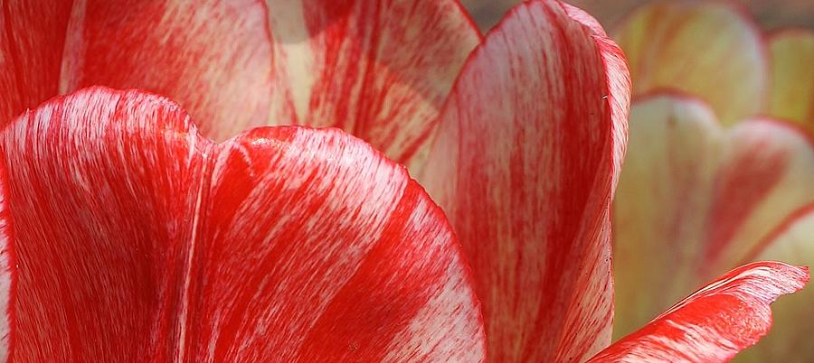 Peppermint Tulips Photograph by Bruce Bley