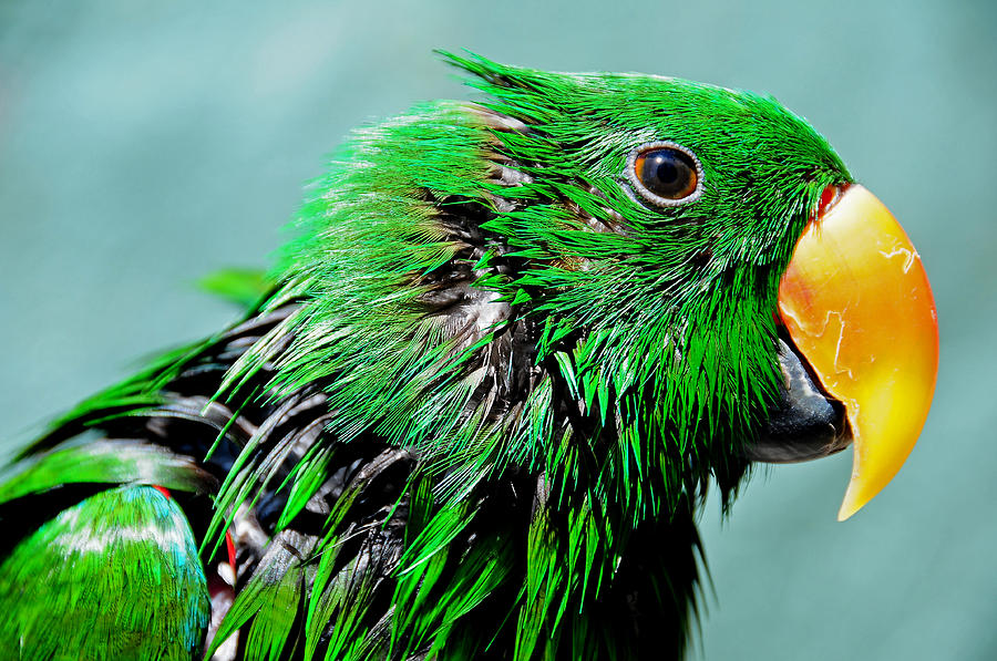 Parrot Photograph - Peppi. Green Parrot After Washing by Jenny Rainbow