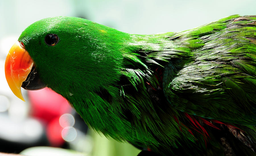 Peppi.Green Parrot in his Glory Photograph by Jenny Rainbow
