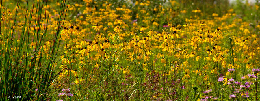 Pequenas Flores Amarillas Photograph by Edward Smith