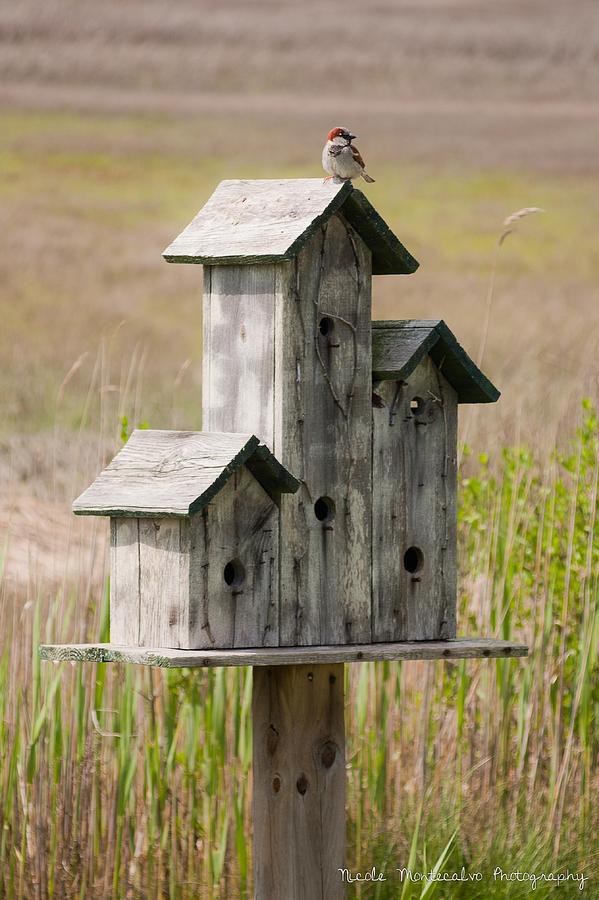 Perch Photograph by Nicole Montecalvo | Fine Art America