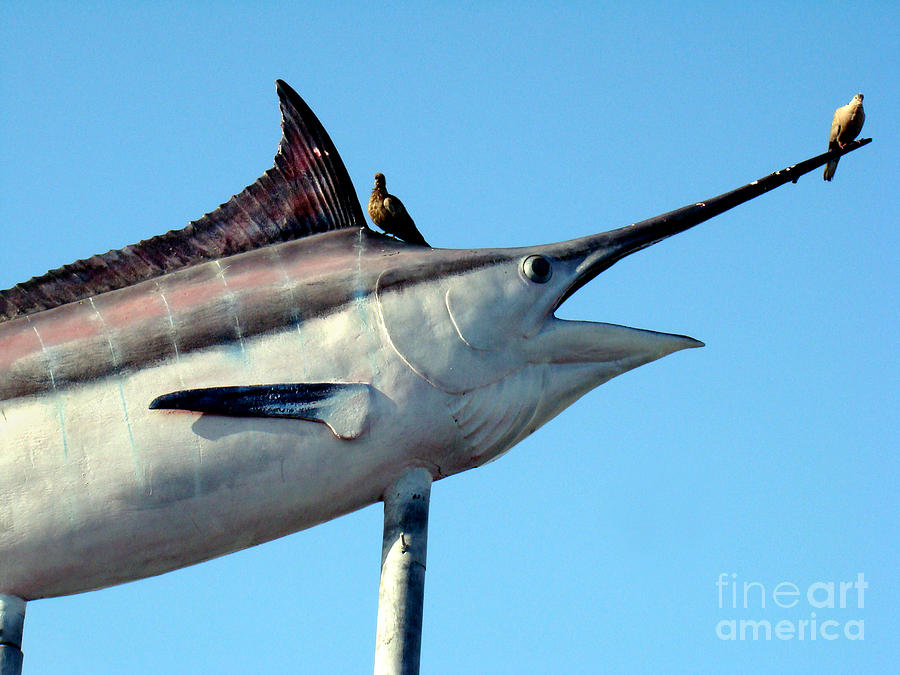 Fish Photograph - Perch or Swordfish? by Eva Kato