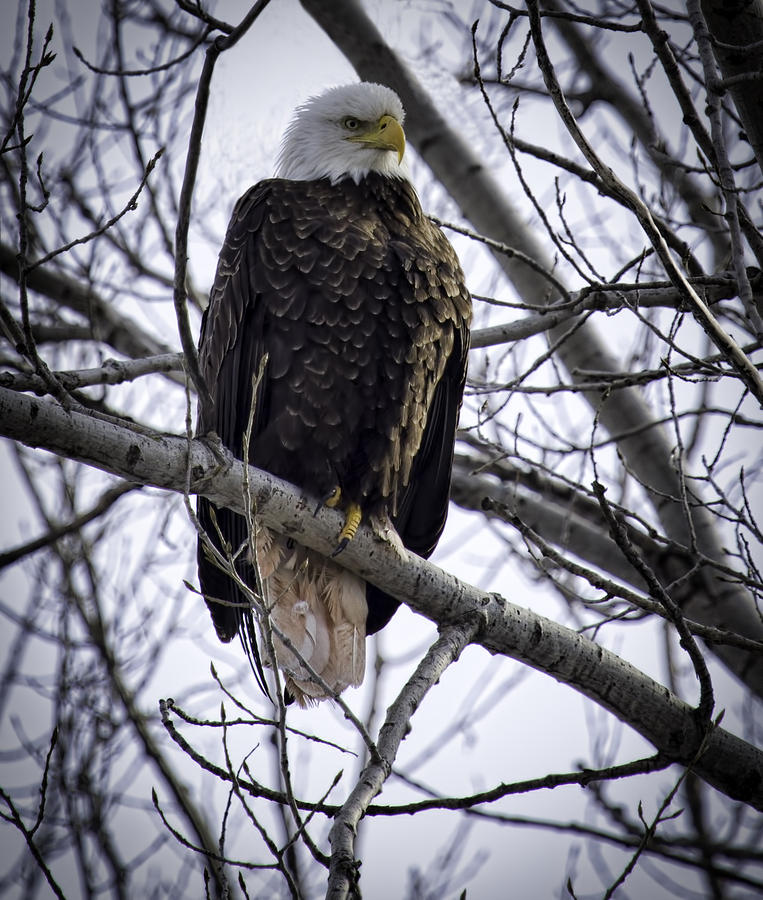 Perched Adult American Bald Eagle Photograph by Thomas Young