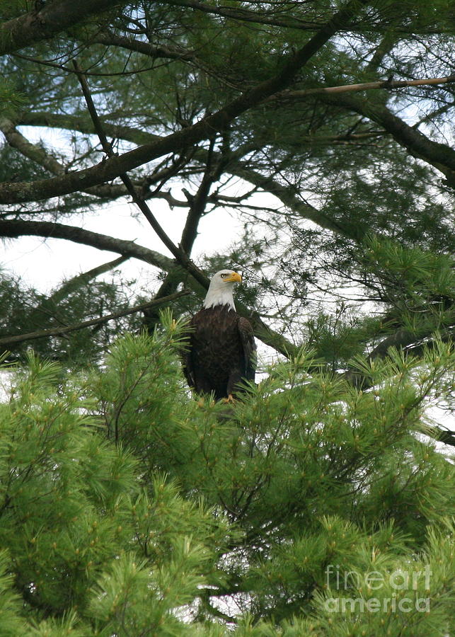 Perched American Bald Eagle at Roseland Lake  Photograph by Neal Eslinger
