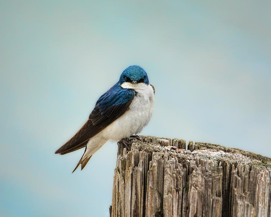 Perched and Waiting Photograph by Jai Johnson