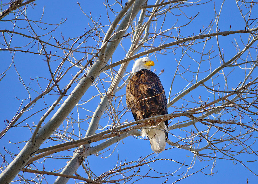 Eagle Photograph - Perched Bald Eagle by Greg Norrell