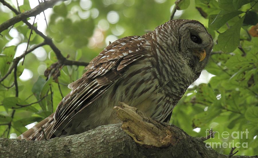 Perched Barred Owl Photograph by Adam Jewell