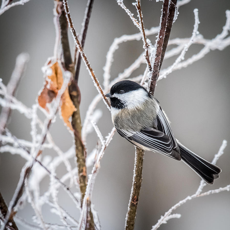 Nature Photograph - Perched Black Capped Chickadee by Paul Freidlund