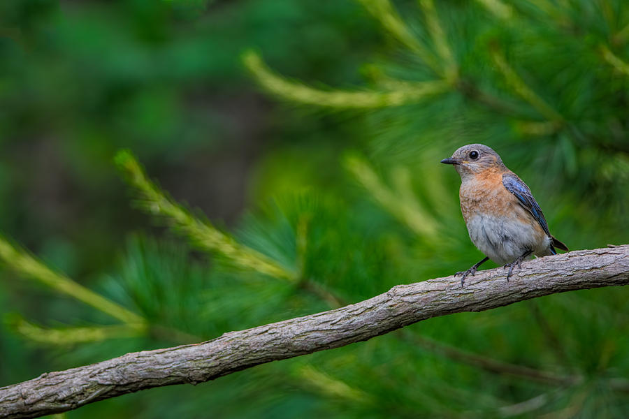 Perched Bluebird Photograph by David Kay