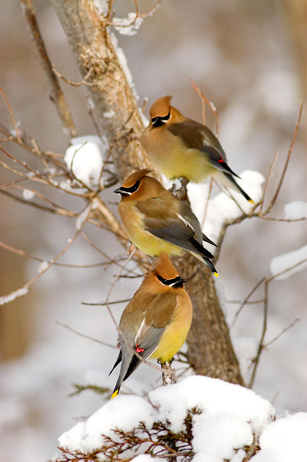 Perched Cedar Waxwings Photograph by Kenneth M Highfill