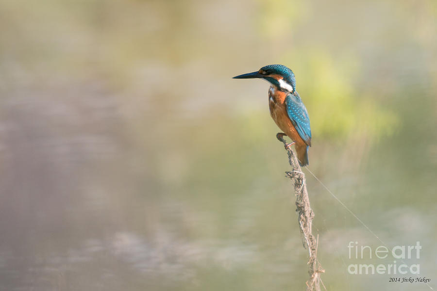Perched Common Kingfisher Photograph by Jivko Nakev