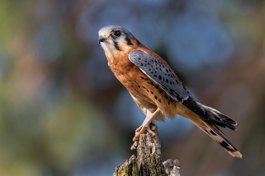 Falcon Photograph - Perched by Dale Kincaid