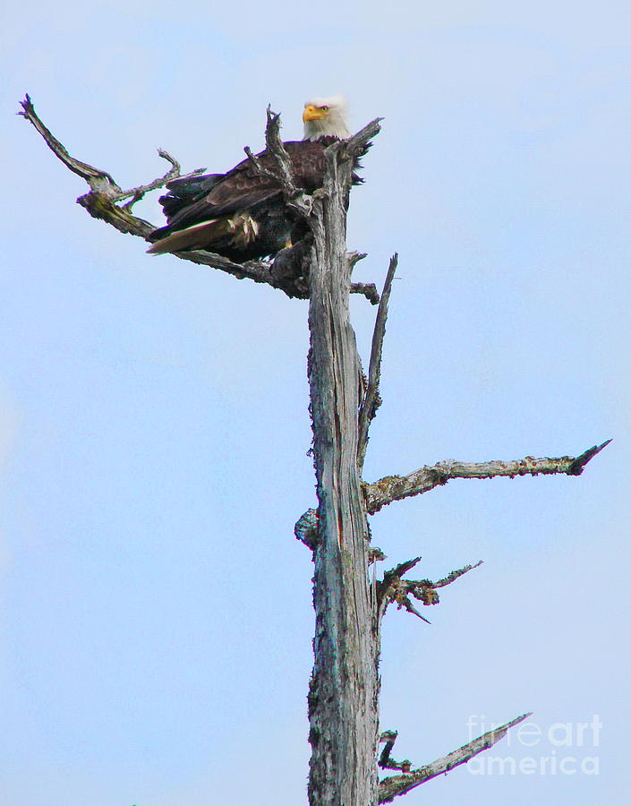 Perched Eagle Photograph by Vivian Martin