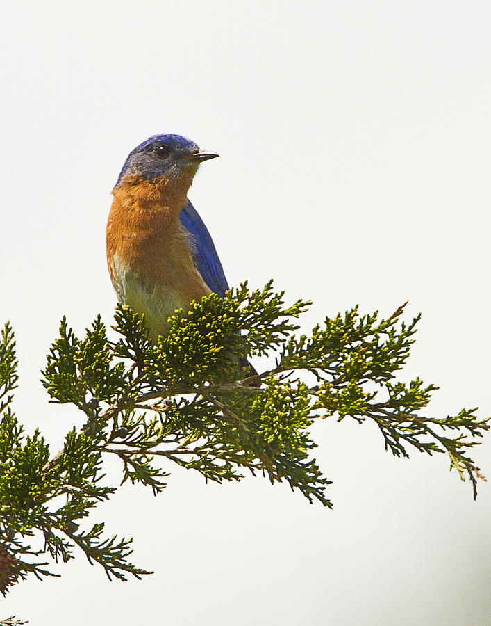 Perched Eastern Bluebird Photograph by John Vose