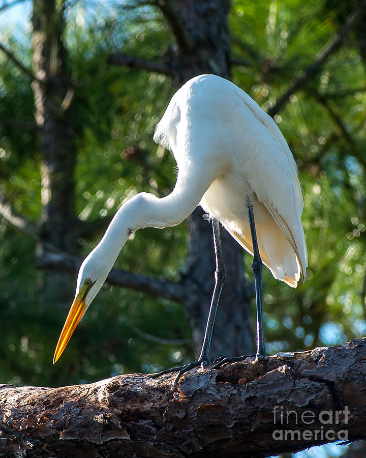 Perched Egret Photograph by Stephen Whalen