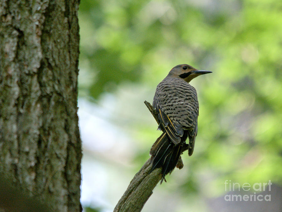 Perched Flicker Photograph by Cheryl Baxter