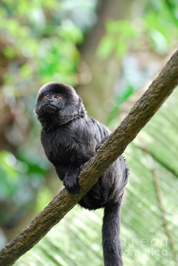 Perched Goeldi Monkey Photograph by DejaVu Designs