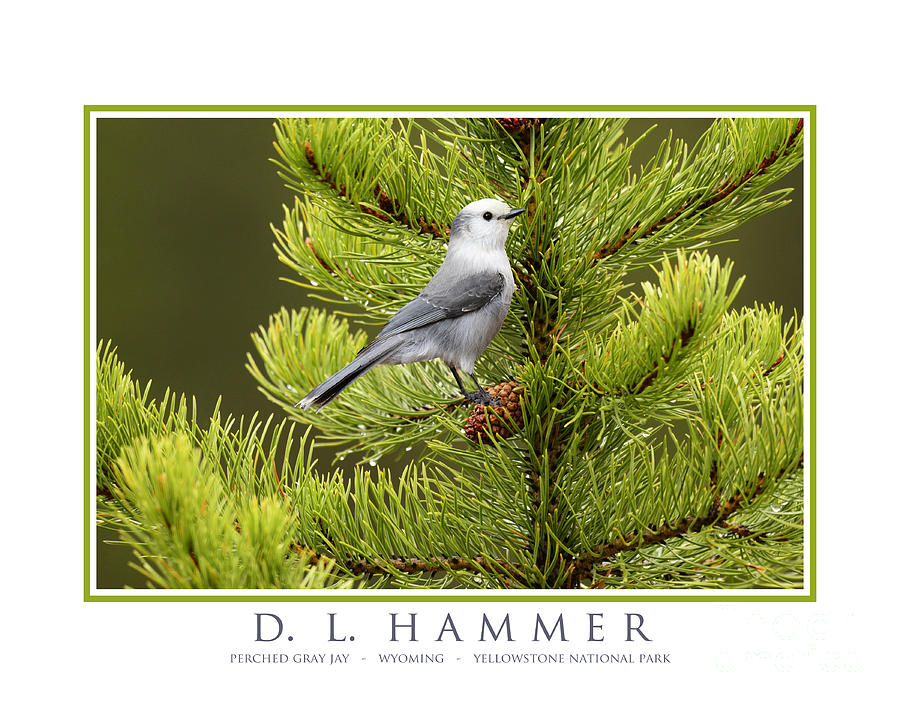 Perched Gray Jay Photograph by Dennis Hammer