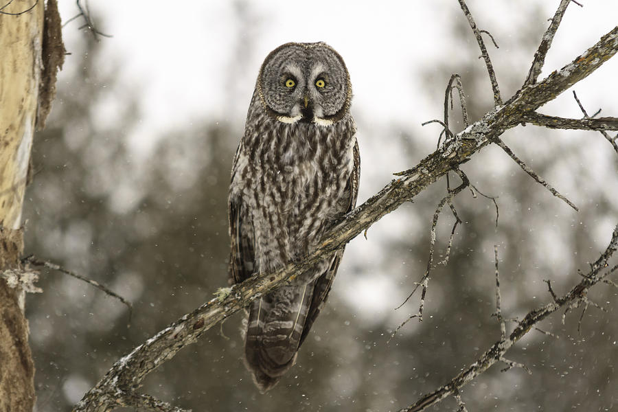 Perched Great Grey Owl Photograph by Josef Pittner