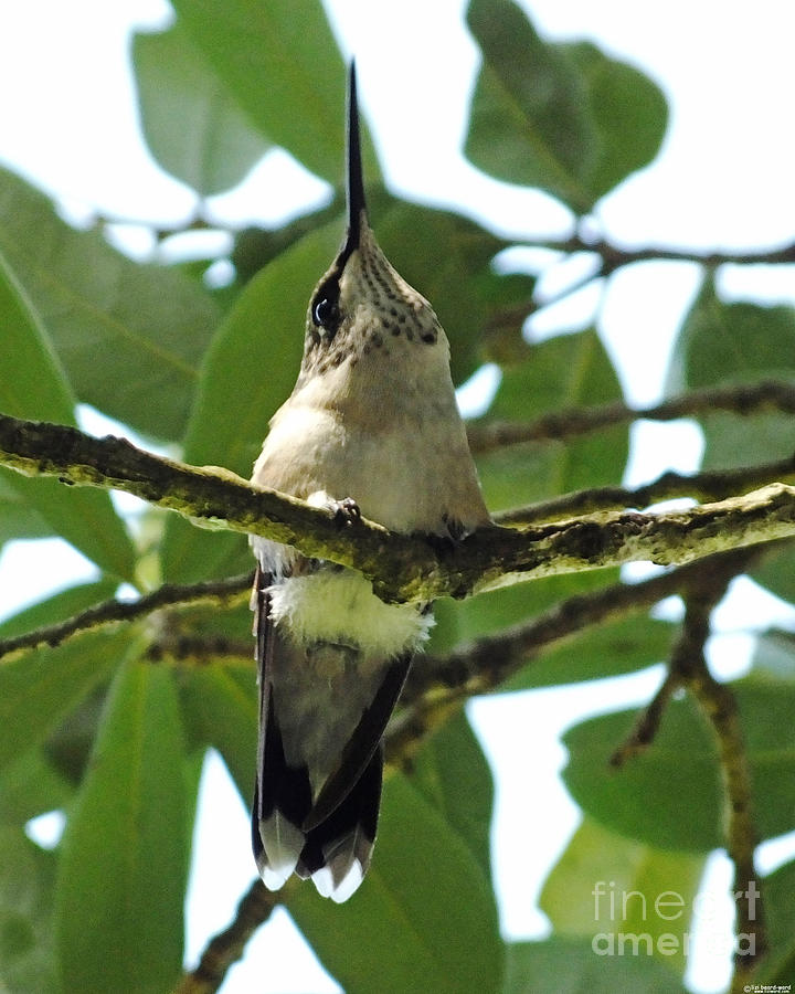Perched Hummingbird Photograph by Lizi Beard-Ward