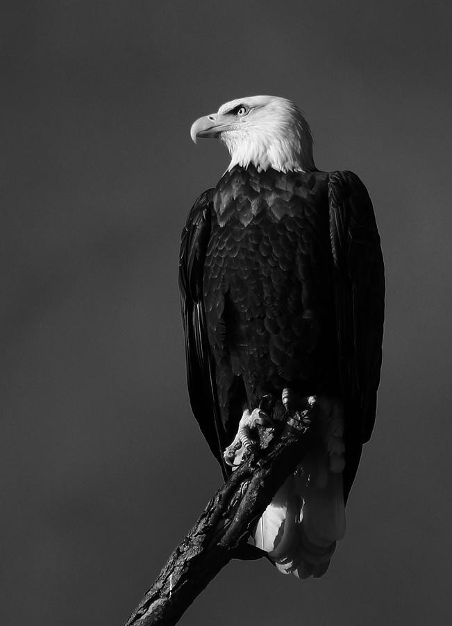 Perched in black and white Photograph by Scott Rackers