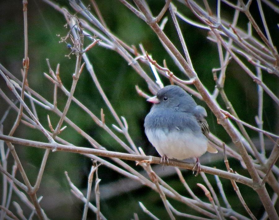 Perched Junco Photograph by MTBobbins Photography
