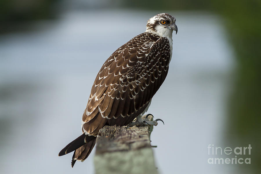 juvenile osprey pictures